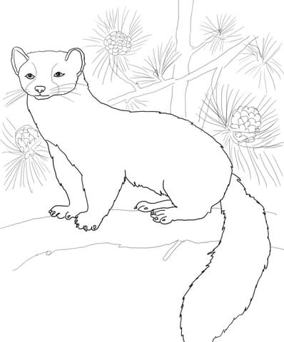 American Marten Coloring Page